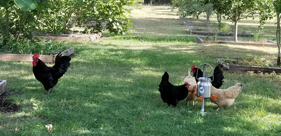 Chicken Waterer, Stainless 1.3 Gallon (5 Liter) With 3 Pecking Cups