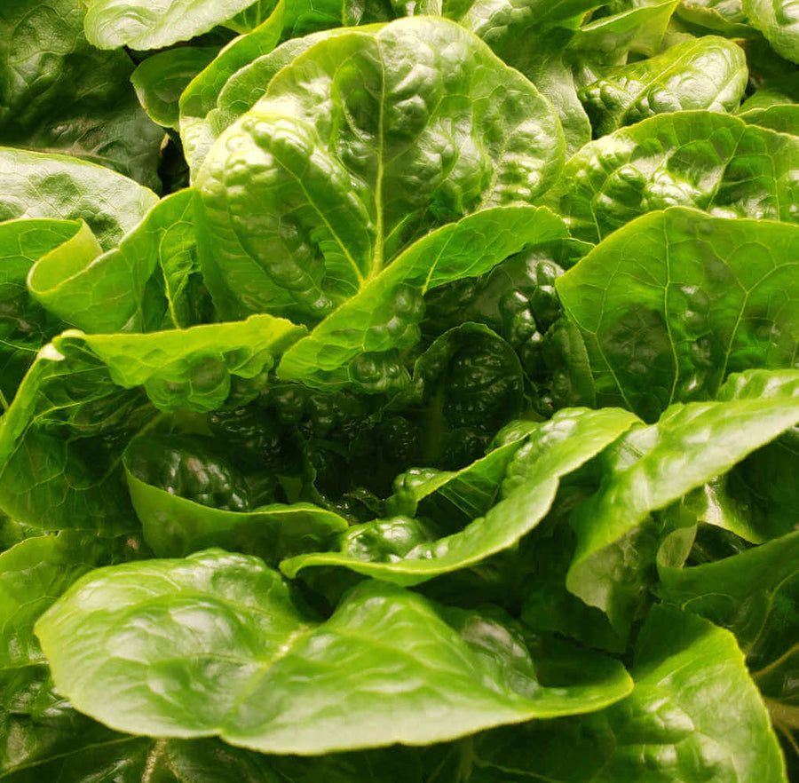 Lettuce 2 Heads - Subscribe For Bi-weekly Pick Up